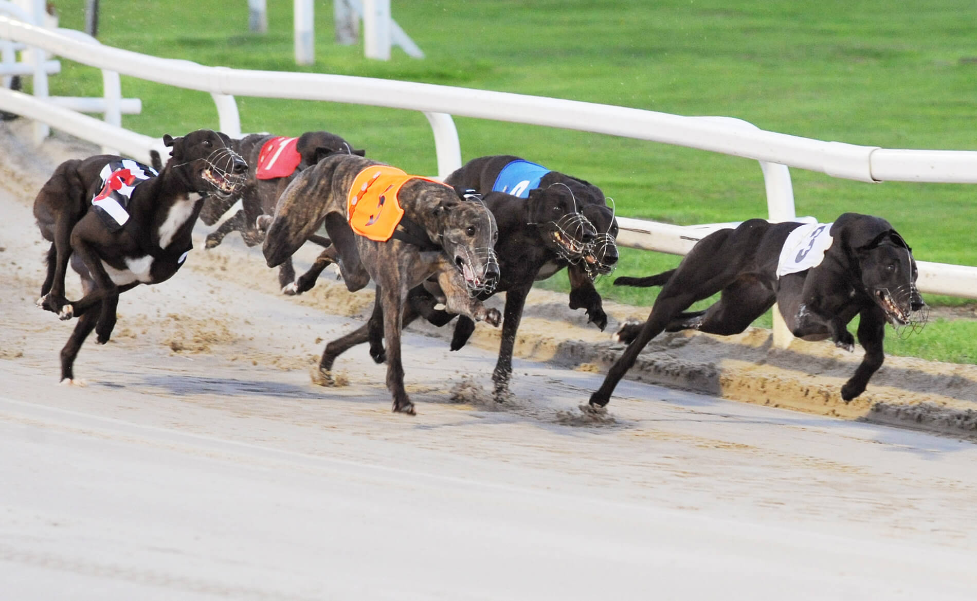 Dorotas Wildcat – English Derby Final 2018