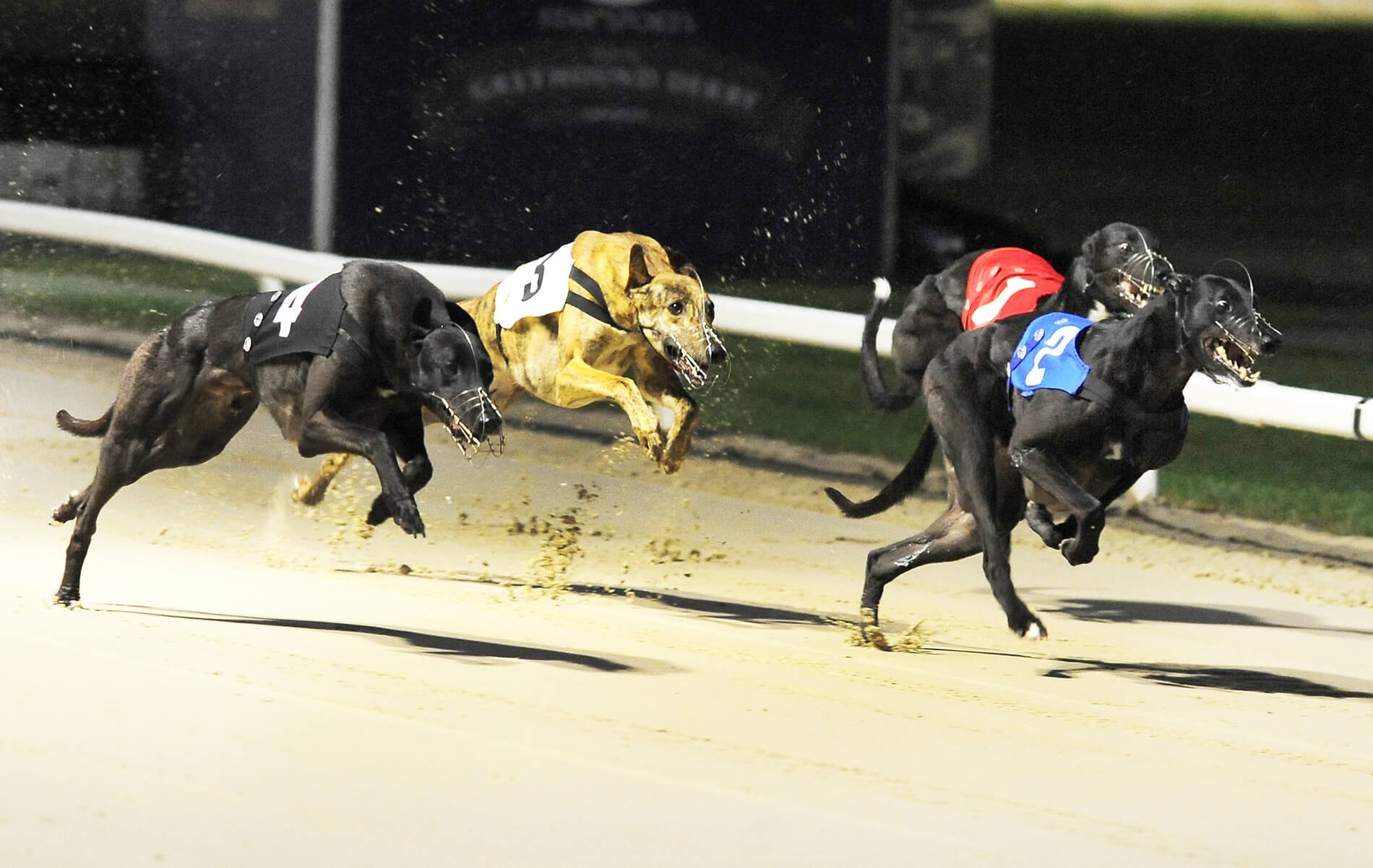 Dorotas Wildcat – English Derby Action
