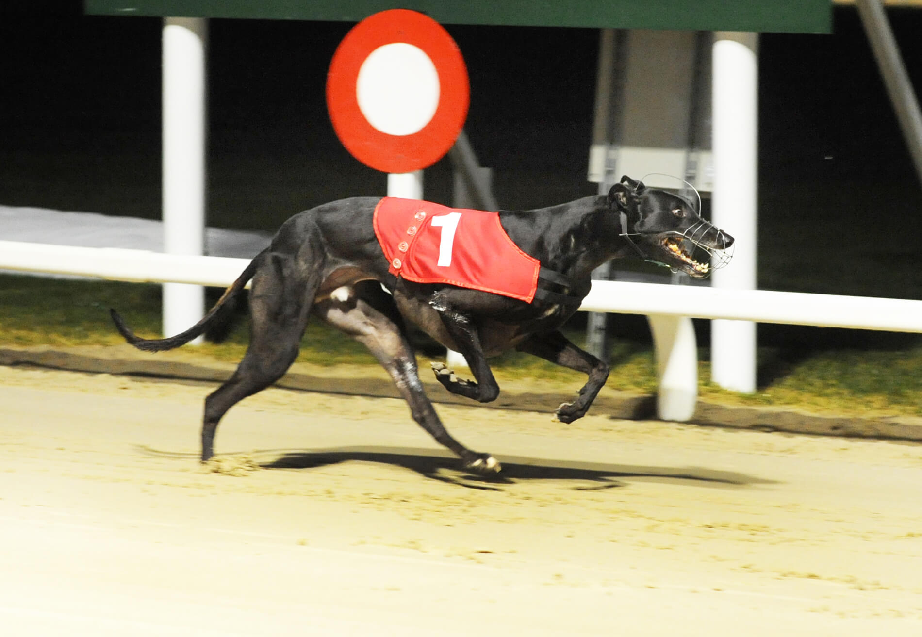 Dorotas Wildcat – Gold Cup Heats