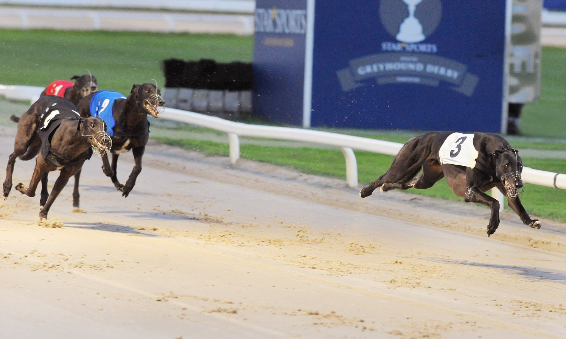 Dorotas Wildcat – English Derby Action