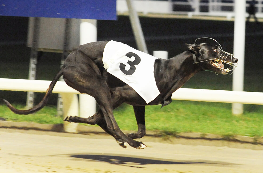 Dorotas Wildcat – English Derby Action