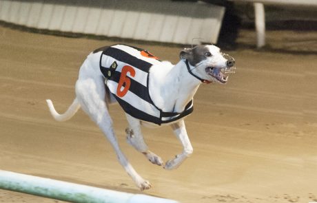 Galloping Moon – Central Park Action