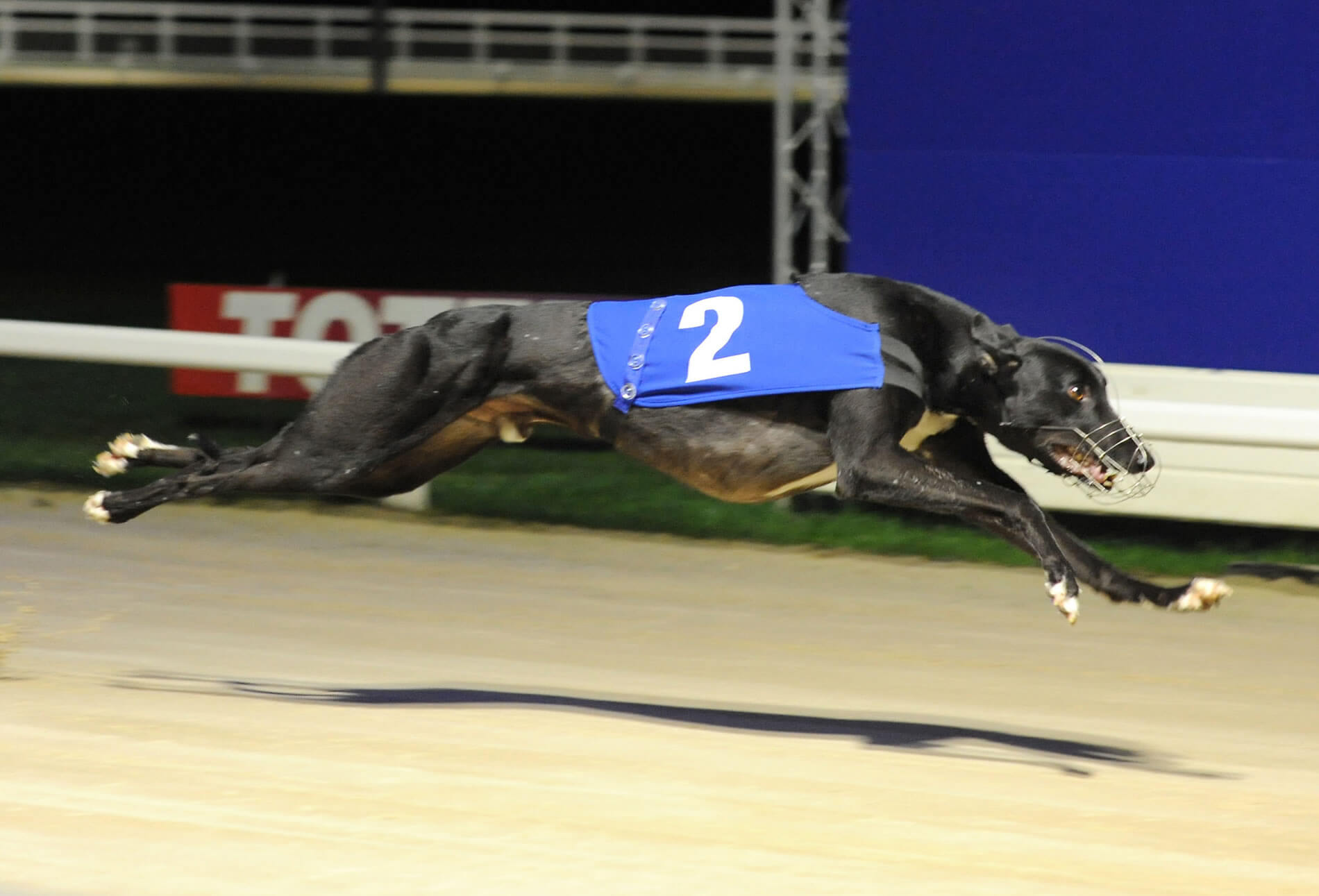 Glenanore Ace – Towcester Action