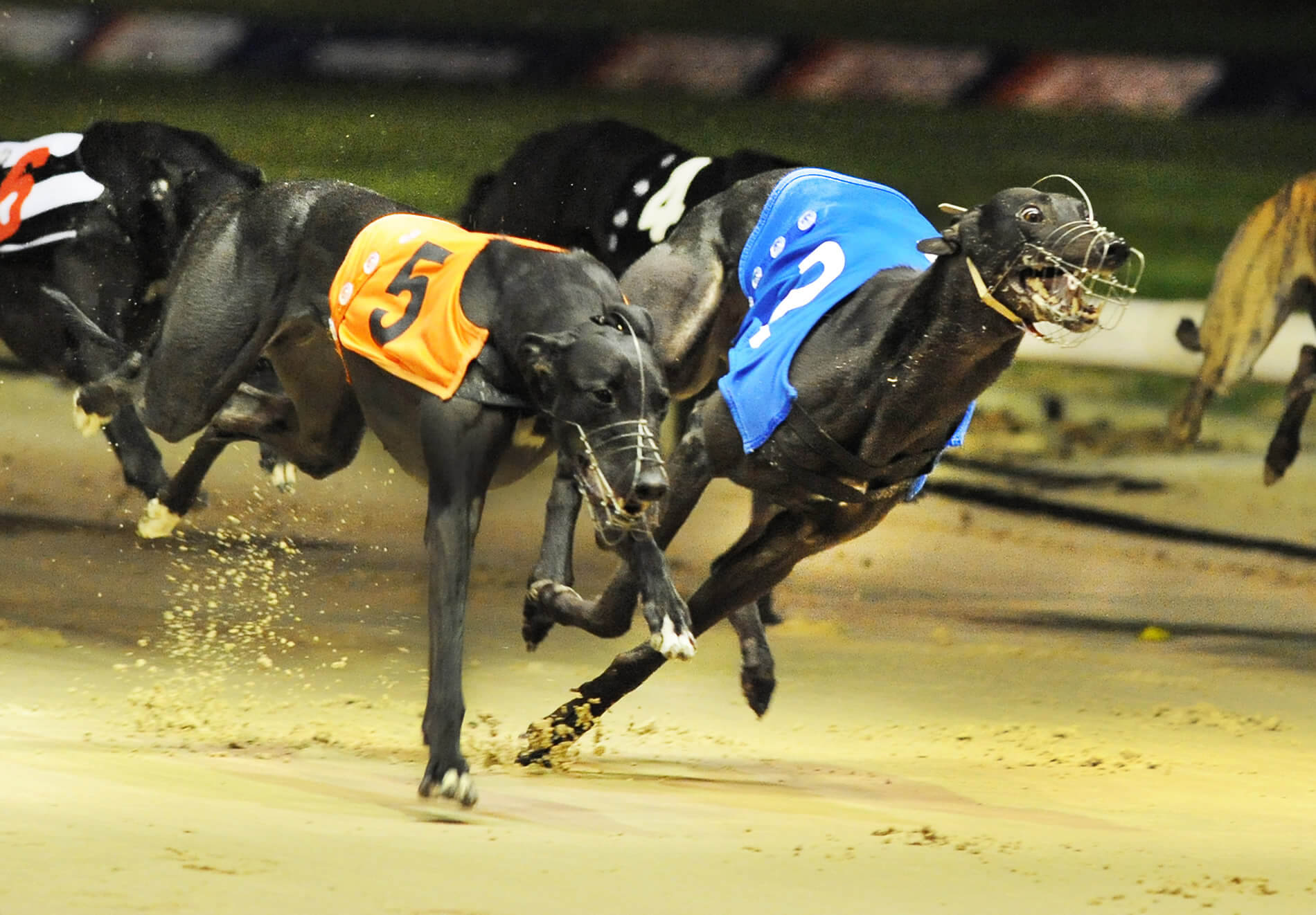Swansalona Diva – British Bred Stakes 2014