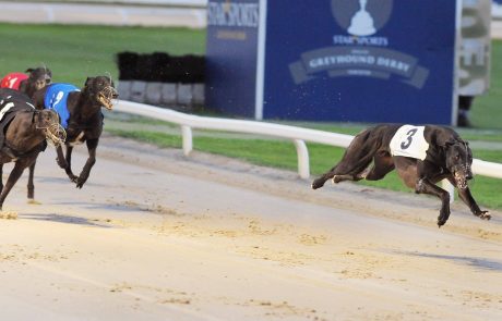 Dorotas Wildcat – English Derby Action