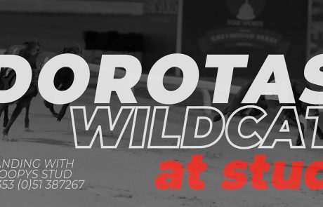 Wildcat Stud Screen