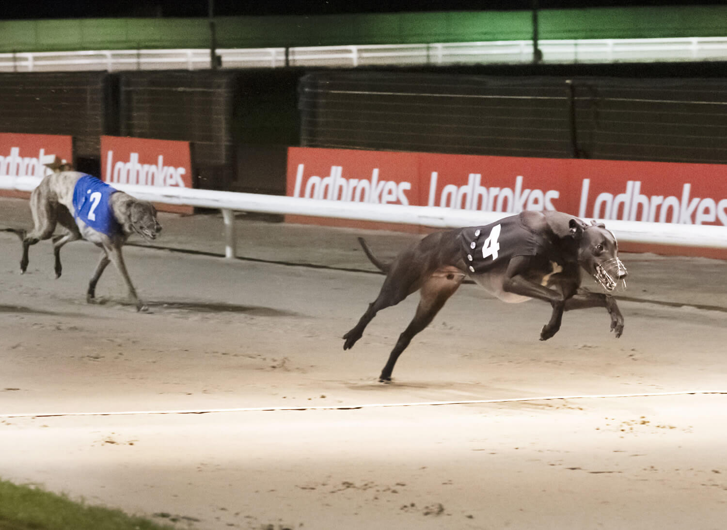 Signet Ace – Ladbrokes Winter Derby Final